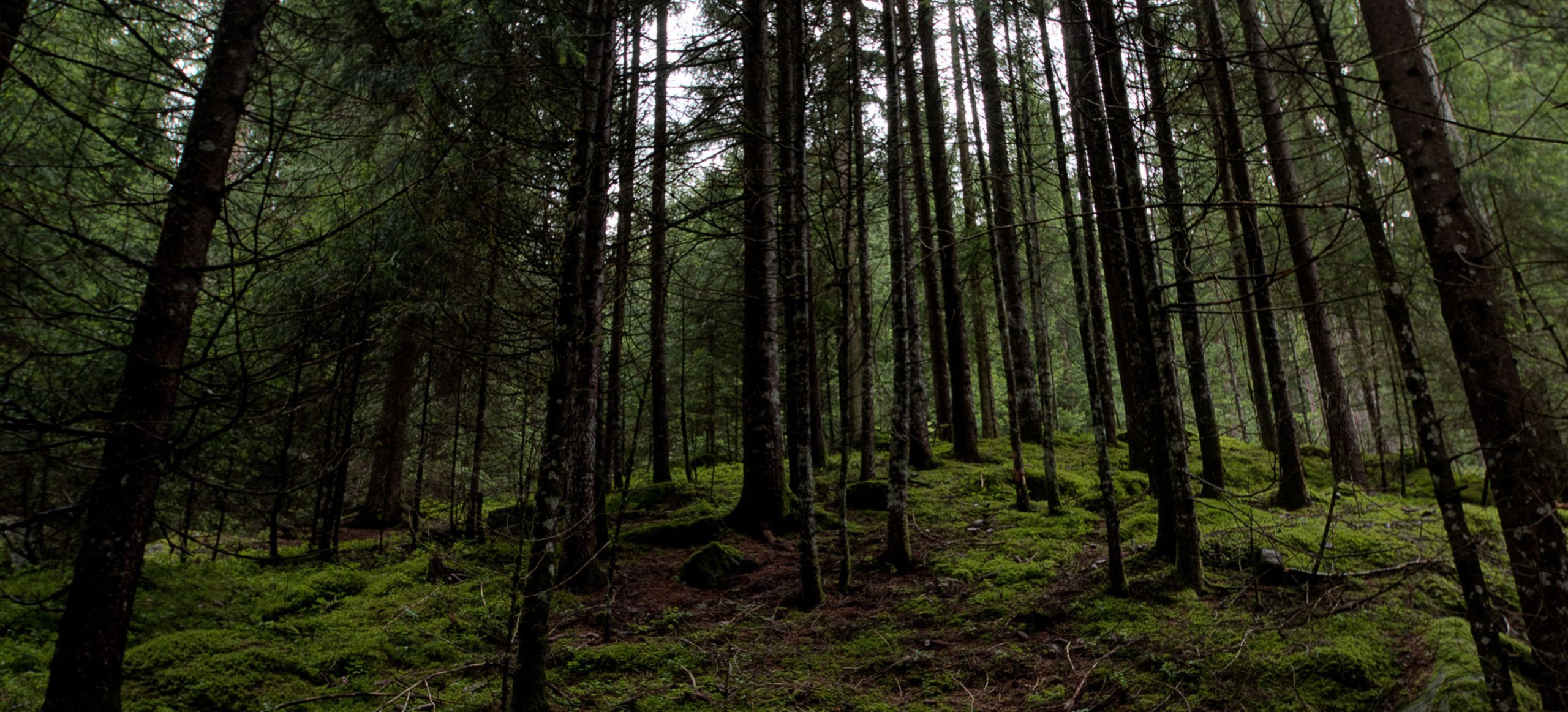 bosque monteniebla